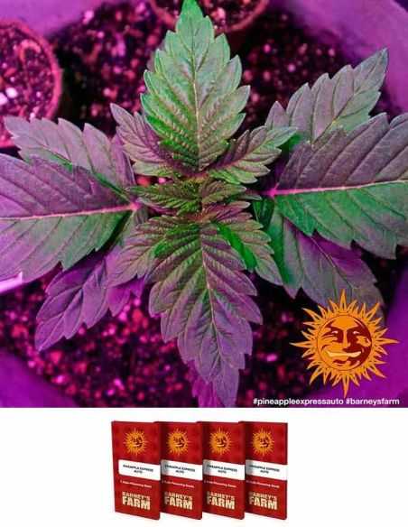 PINEAPPLE EXPRESS AUTO BARNEYS BARNEY'S FARM