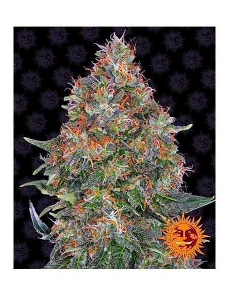 PINEAPPLE EXPRESS AUTO BARNEYS BARNEY'S FARM