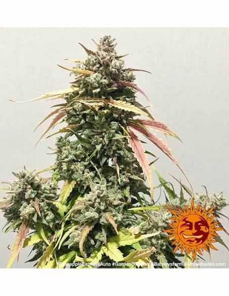 PINEAPPLE EXPRESS AUTO BARNEYS BARNEY'S FARM