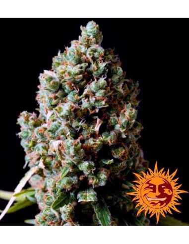 PINEAPPLE EXPRESS AUTO BARNEYS BARNEY'S FARM