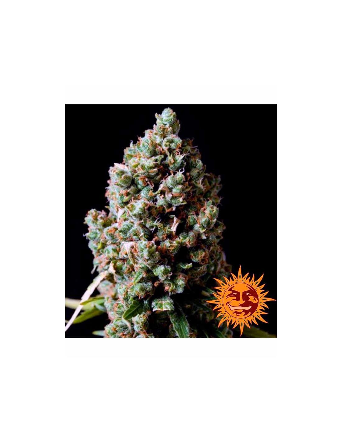 PINEAPPLE EXPRESS BARNEYS FARM