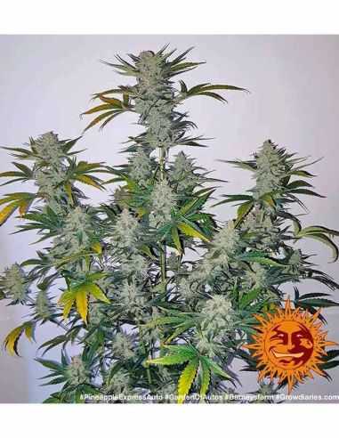 PINEAPPLE EXPRESS AUTO BARNEYS BARNEY'S FARM