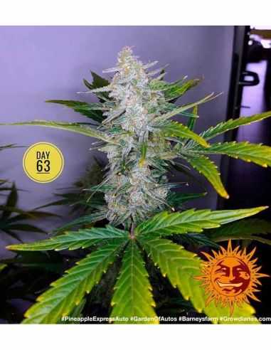 PINEAPPLE EXPRESS AUTO BARNEYS BARNEY'S FARM