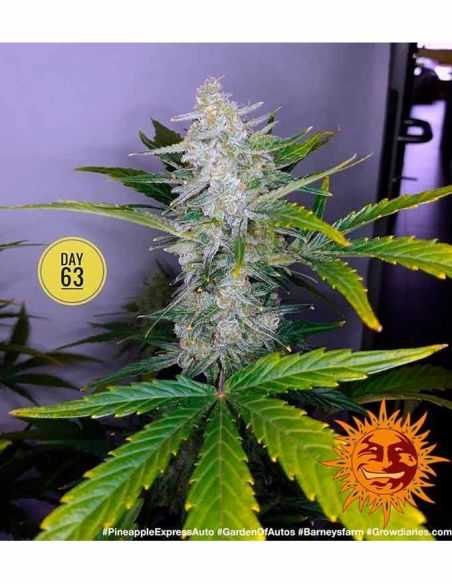 PINEAPPLE EXPRESS AUTO BARNEYS BARNEY'S FARM