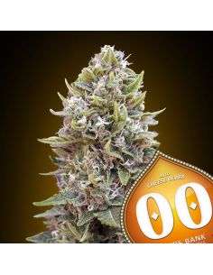AUTO CHEESE BERRY 00 SEEDS