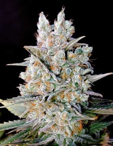 KRITIKAL BILBO AUTO GENEHTIK