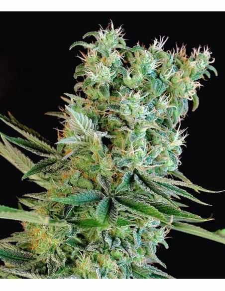 AMNESIA BILBO FEMINIZADA GENEHTIK