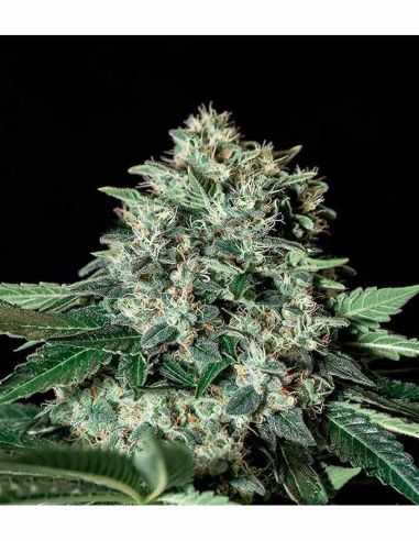 GORILA BILBO FEMINIZADAS GENEHTIK