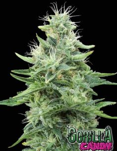 GORILLA CANDY EVA SEEDS EVA SEEDS