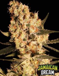 JAMAICAN DREAM EVA SEEDS EVA SEEDS