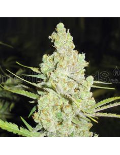 1024 MEDICAL MEDICAL SEEDS