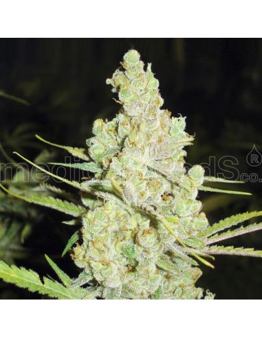 1024 MEDICAL MEDICAL SEEDS