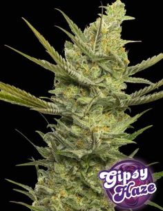 GIPSY HAZE EVA SEEDS EVA SEEDS