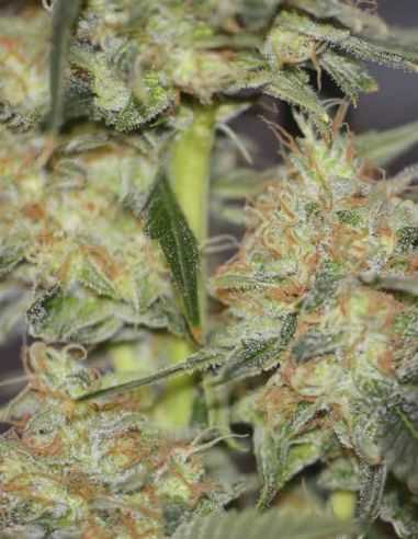 EXCALIBUR EVA SEEDS EVA SEEDS