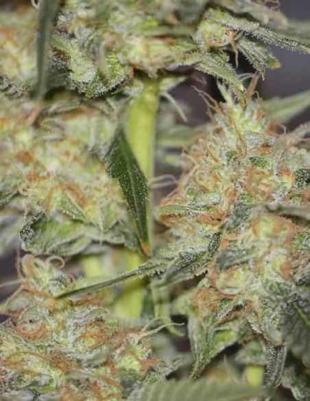 EXCALIBUR EVA SEEDS EVA SEEDS