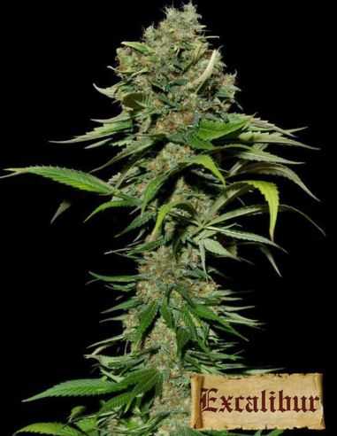 EXCALIBUR EVA SEEDS EVA SEEDS