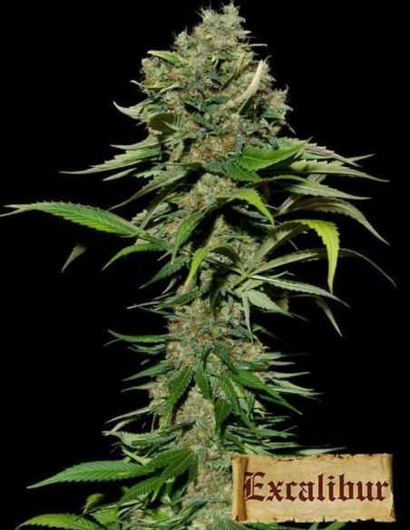 EXCALIBUR EVA SEEDS EVA SEEDS