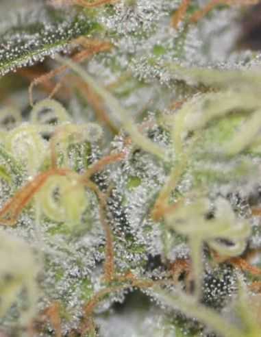 EXCALIBUR EVA SEEDS EVA SEEDS