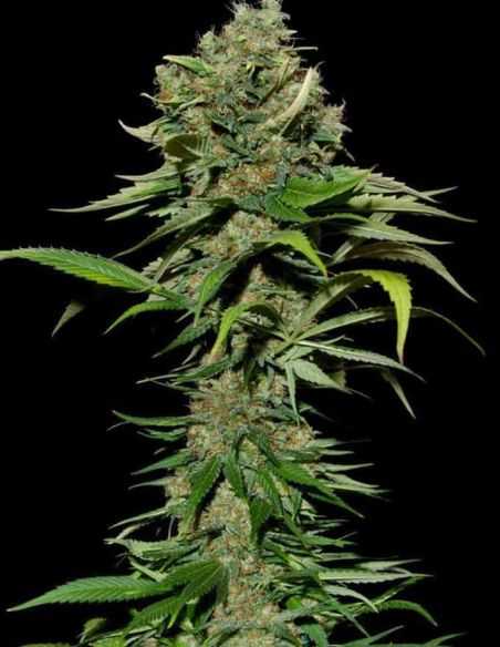 EXCALIBUR EVA SEEDS EVA SEEDS