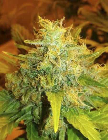 EXCALIBUR EVA SEEDS EVA SEEDS