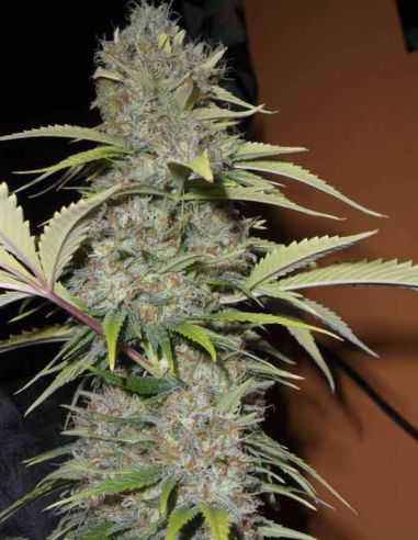 EXCALIBUR EVA SEEDS EVA SEEDS