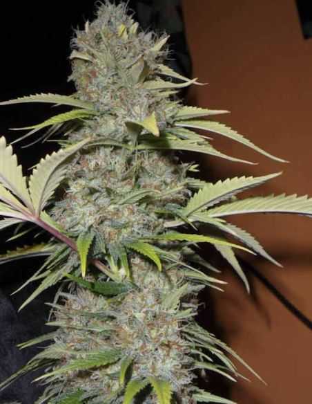 EXCALIBUR EVA SEEDS EVA SEEDS