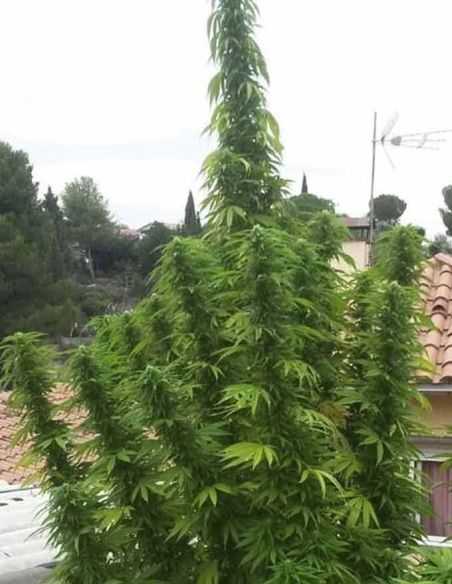 EXCALIBUR EVA SEEDS EVA SEEDS