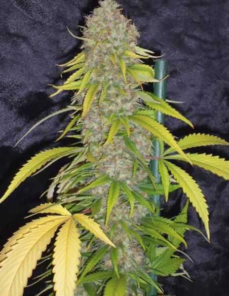 EXCALIBUR EVA SEEDS EVA SEEDS