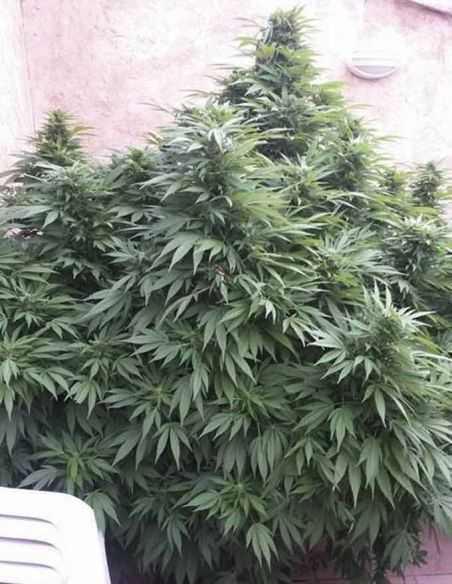 EXCALIBUR EVA SEEDS EVA SEEDS