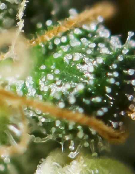 EXCALIBUR EVA SEEDS EVA SEEDS