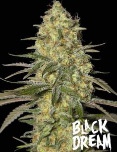 BLACK DREAM EVA SEEDS EVA SEEDS