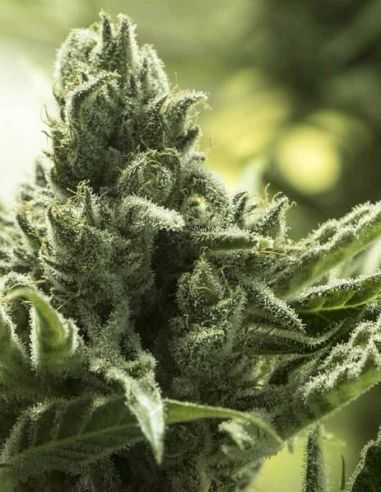 FURIOUS CANDY EVA SEEDS EVA SEEDS