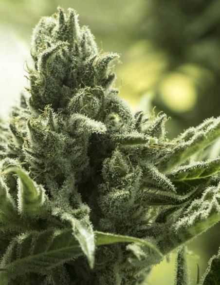 FURIOUS CANDY EVA SEEDS EVA SEEDS