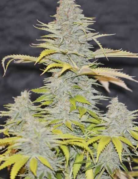FURIOUS CANDY EVA SEEDS EVA SEEDS
