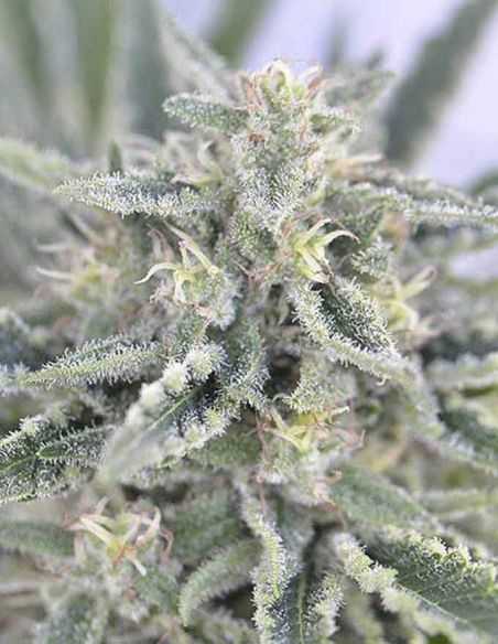 FURIOUS CANDY EVA SEEDS EVA SEEDS