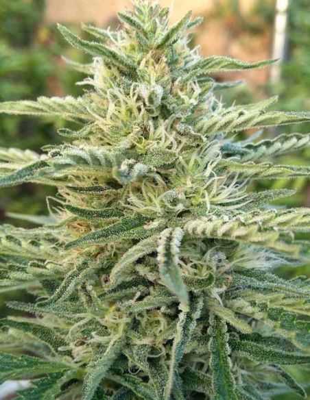 FURIOUS CANDY EVA SEEDS EVA SEEDS