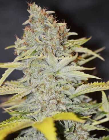 FURIOUS CANDY EVA SEEDS EVA SEEDS