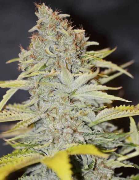 FURIOUS CANDY EVA SEEDS EVA SEEDS