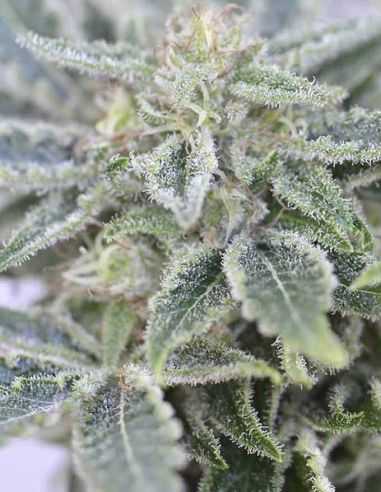 FURIOUS CANDY EVA SEEDS EVA SEEDS