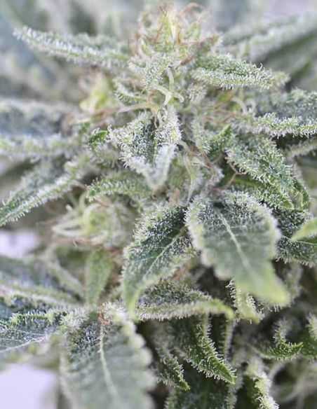 FURIOUS CANDY EVA SEEDS EVA SEEDS