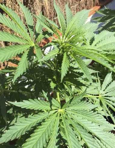 FURIOUS CANDY EVA SEEDS EVA SEEDS