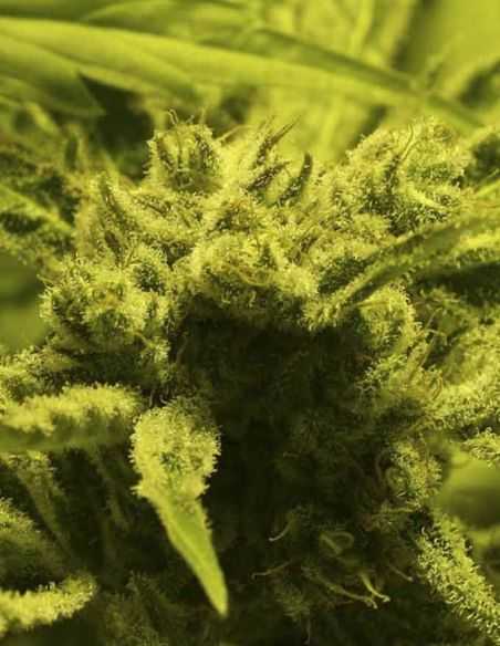 FURIOUS CANDY EVA SEEDS EVA SEEDS