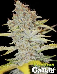 FURIOUS CANDY EVA SEEDS EVA SEEDS