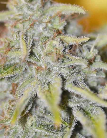 FURIOUS CANDY EVA SEEDS EVA SEEDS