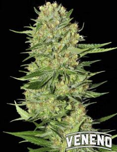 VENENO EVA SEEDS EVA SEEDS