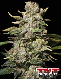 TNT KUSH EVA SEEDS EVA SEEDS