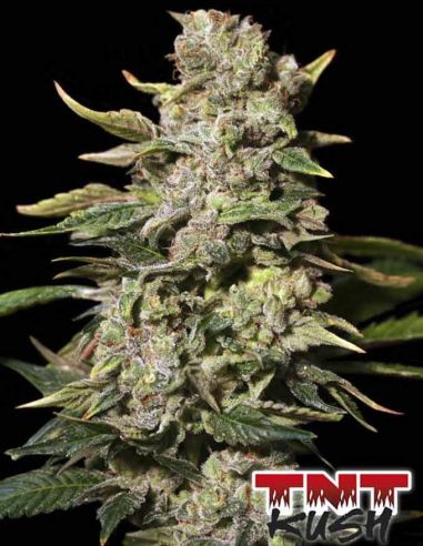 TNT KUSH EVA SEEDS EVA SEEDS