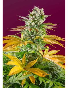 GORILLA GIRL F1 FAST VERSION SWEET SEEDS