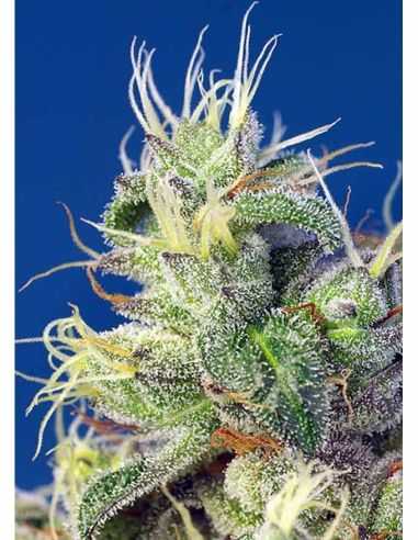 DO SWEET DOS SWEET SEEDS