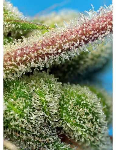 DO SWEET DOS SWEET SEEDS